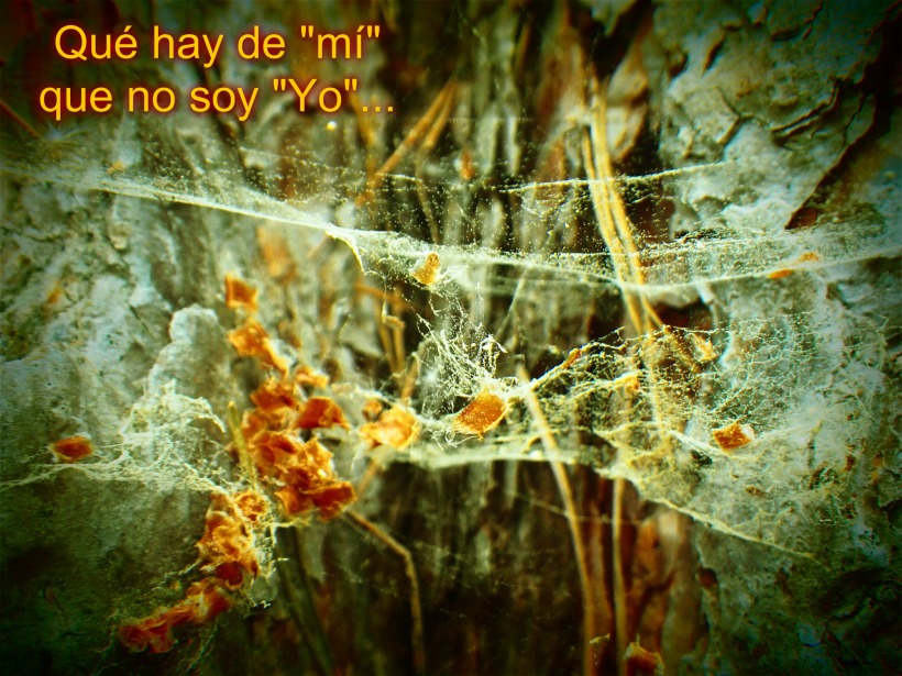 Tela de araña en tronco muerto. La Pedriza (Madrid) by Lottar